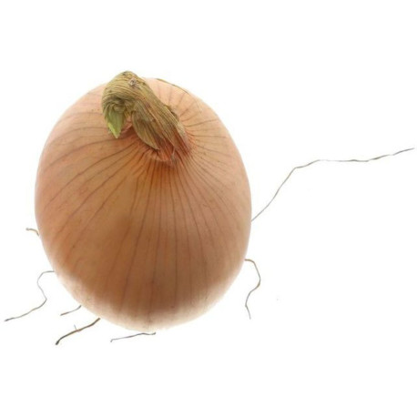 OIGNON GROS BOUCHER 25KG